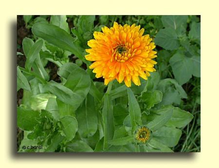   une fleur de souci